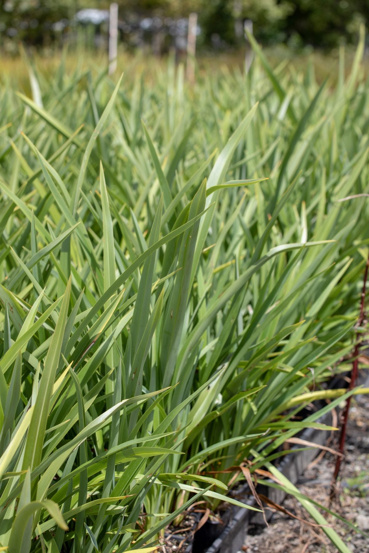 Signature Plants is growing 95 natives for a greener Auckland