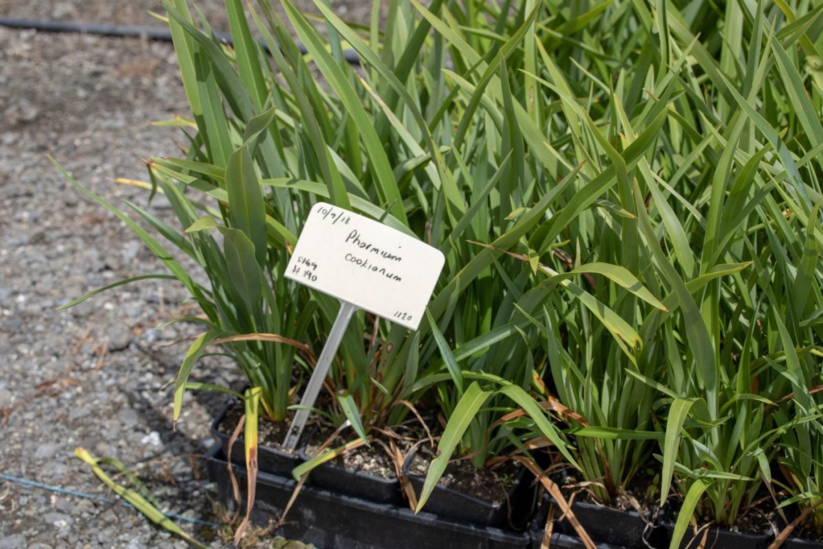 Signature Plants is growing 95 natives for a greener Auckland