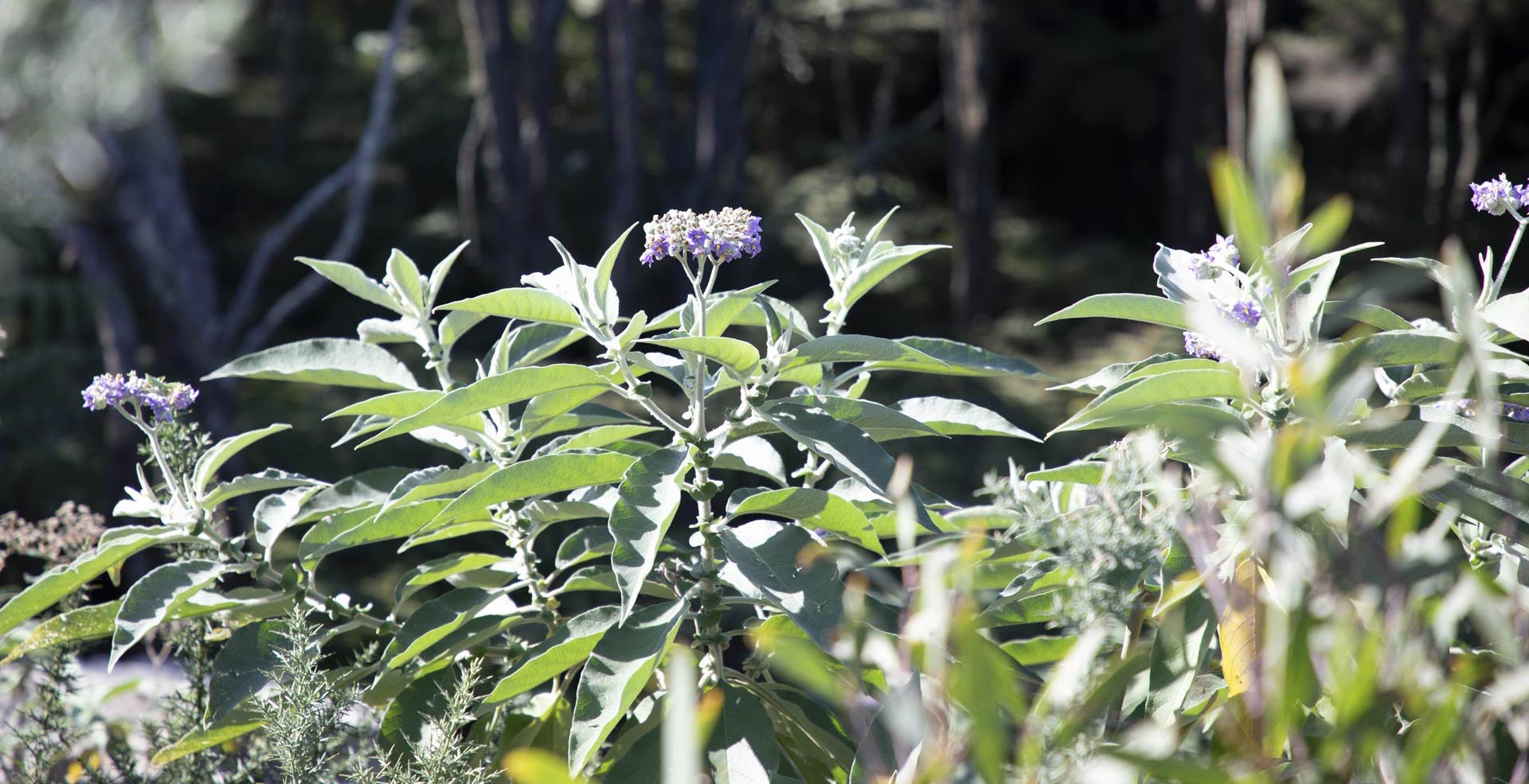 sunny-heights-noxious-weed-removal