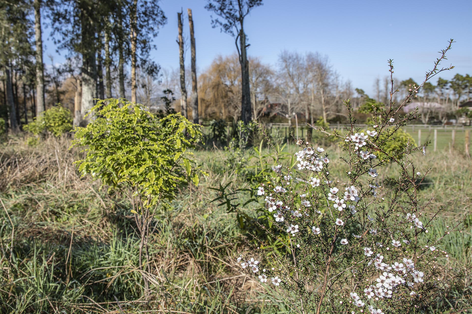 Fast-growing manuka will provide shelter for other plants