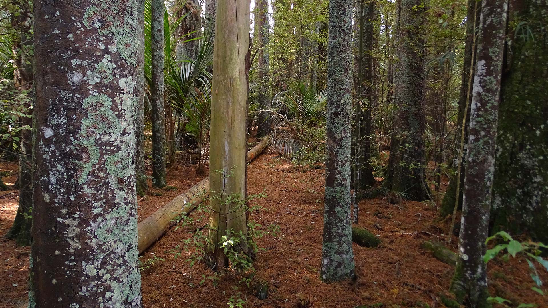 kauri-dieback-DSC01956-slim